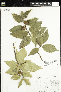Fagus grandifolia image