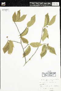 Fagus grandifolia image