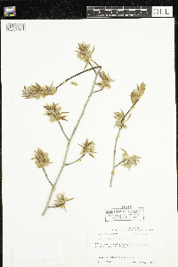 Fagus grandifolia image