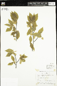 Fagus grandifolia image