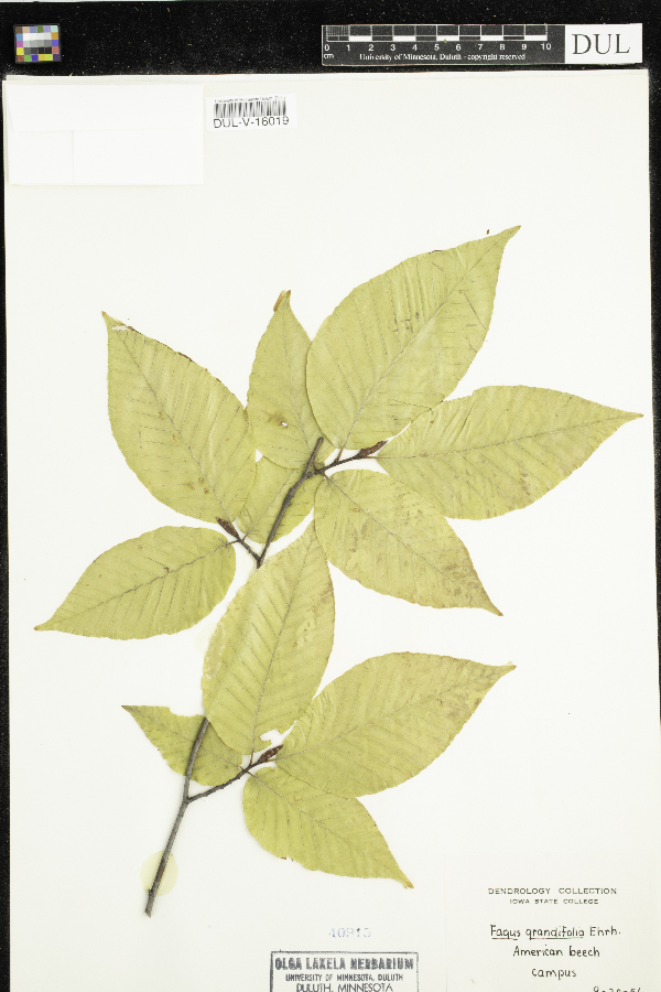 Fagus grandifolia image