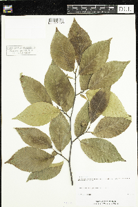 Fagus grandifolia image