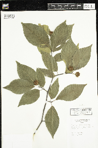 Fagus grandifolia image