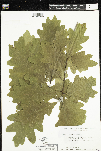Quercus alba image