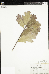 Quercus alba image