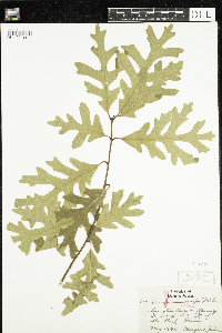 Quercus alba image