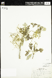 Quercus alba image