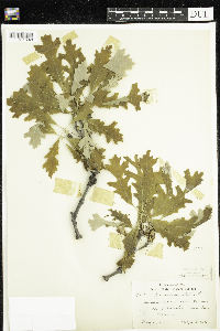 Quercus alba image