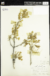 Quercus alba image