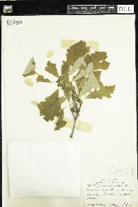 Quercus alba image
