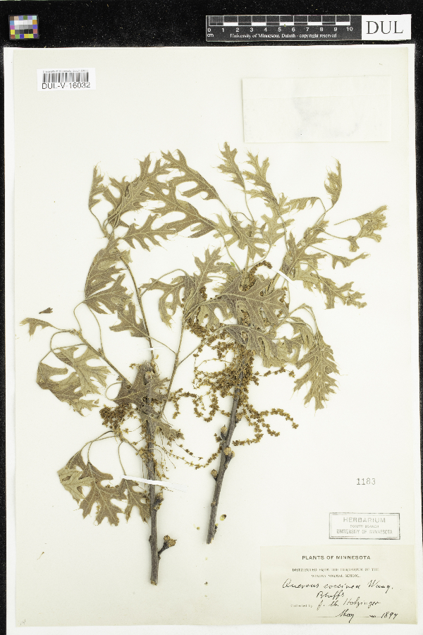 Quercus coccinea image