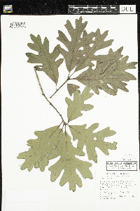 Quercus alba image