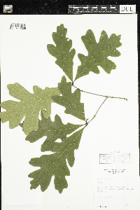 Quercus alba image