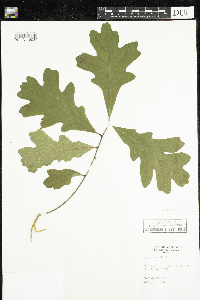 Quercus alba image