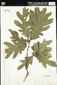 Quercus alba image