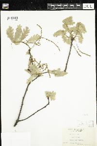 Quercus alba image