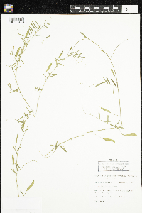 Media resource of Vicia minutiflora