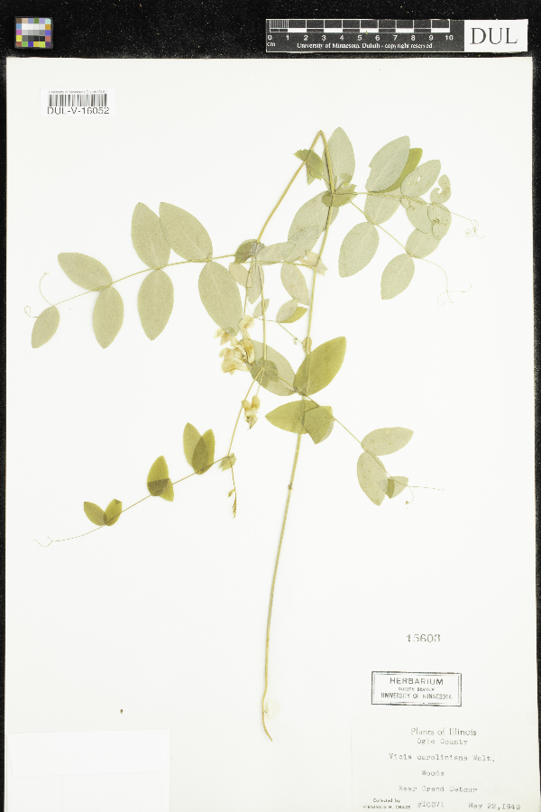 Vicia caroliniana image