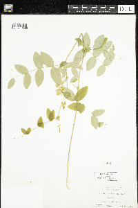 Media resource of Vicia caroliniana