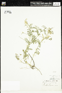 Vicia caroliniana image