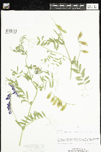 Vicia villosa image