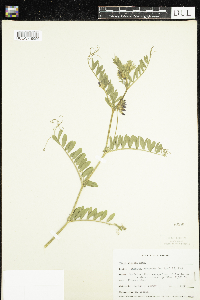 Vicia villosa image