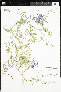 Vicia villosa image