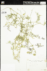 Vicia villosa image