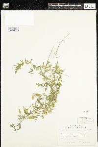 Vicia villosa image