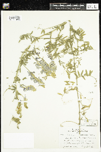 Vicia villosa image