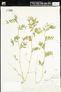 Vicia sativa image
