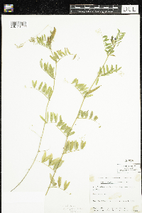 Vicia sativa image