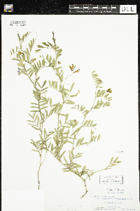 Vicia sativa image
