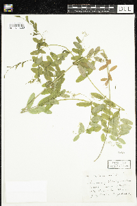 Vicia sativa image