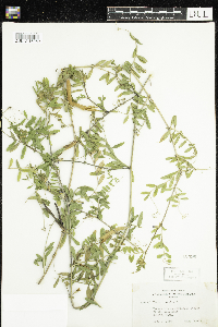 Vicia sativa image
