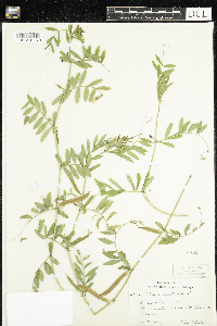 Vicia sativa image