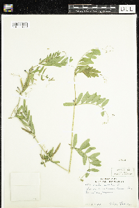 Vicia sativa image