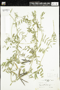 Vicia sativa image