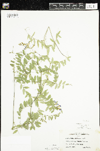Vicia americana image