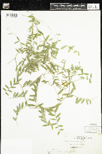 Vicia americana image