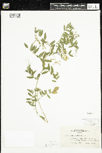 Vicia americana image