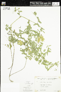 Vicia americana image