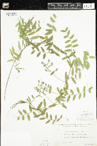 Vicia americana image