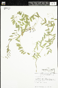 Vicia americana image