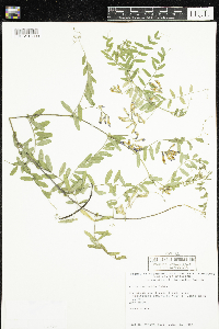 Vicia americana image