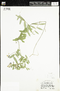 Vicia americana image