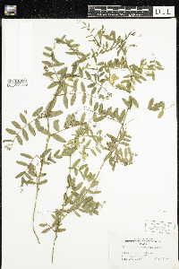 Vicia americana image