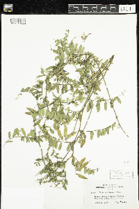 Vicia americana image
