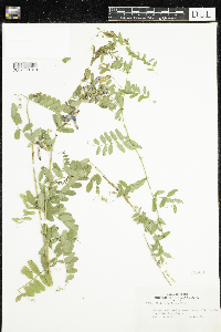 Vicia americana image