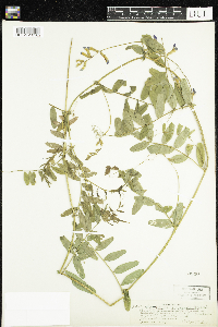 Vicia americana image